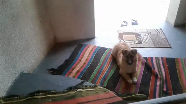 готовлю очень вкусные пончики 🍤 смотреть онлайн