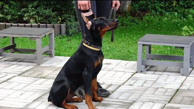 ДТ-82. Правильный щенок добермана.