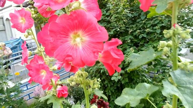 Городские дворовые красивые цветы.20170729 073250 смотреть онлайн