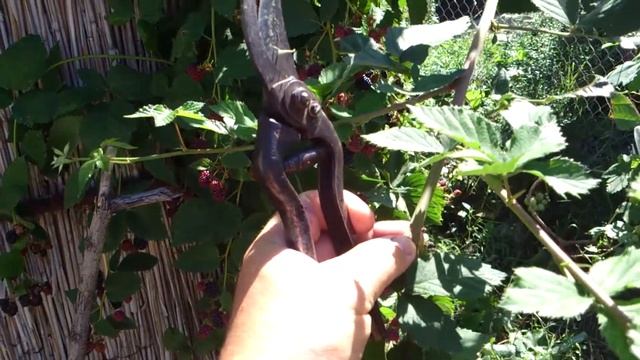 Как правильно ухаживать за ежевикой, чтоб получить большой урожай смотреть онлайн