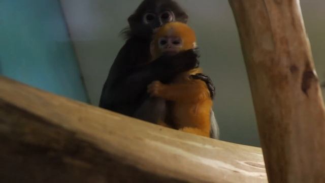 У пары очковых лангуров родился детеныш смотреть онлайн