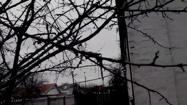 Абрикос обрезка. Pruning Apricot