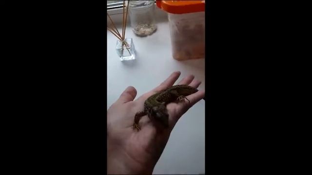 САМЕЦ ПРЫТКОЙ ЯЩЕРИЦЫ// ОПРЕДЕЛЕНИЕ ПО ВНЕШНИМ ПОЛОВЫМ ПРИЗНАКАМ смотреть онлайн