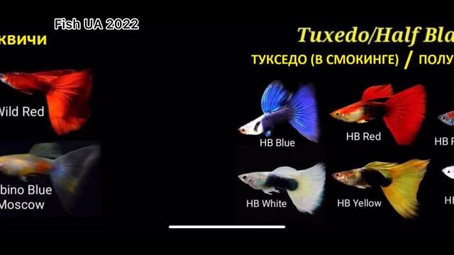 Основные породы гуппи. Кто живет в нашем травнике? смотреть онлайн