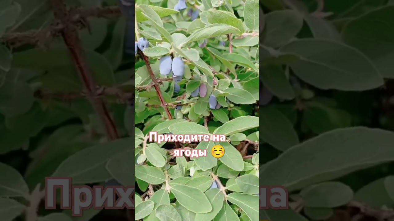 жимолость пора собирать смотреть онлайн