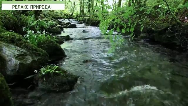 Расслабляющий звук реки и пение птиц в джунглях. смотреть онлайн