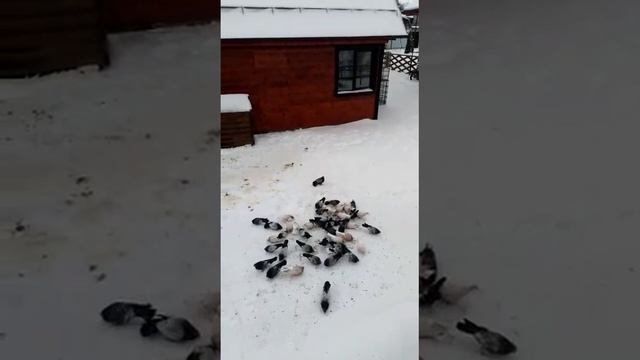 Кировоградские голуби. Сергей. смотреть онлайн