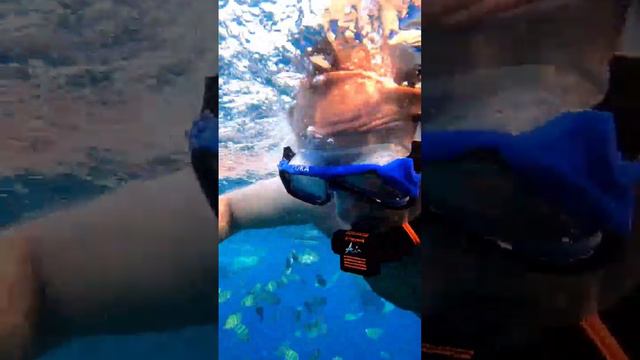 ТАКАЯ МИЛАЯ И КРАСИВАЯ РЫБА смотреть онлайн