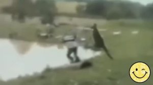 Гопники Австралии. Нападения кенгуру/Kangaroo attack