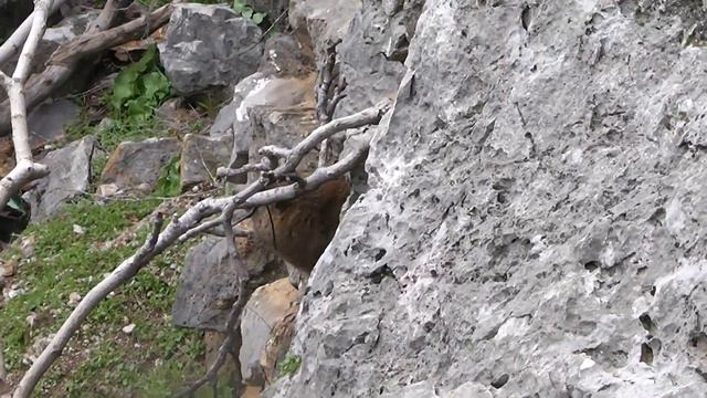 Заповедник Баниас.Rock Hyrax \Даман\. смотреть онлайн