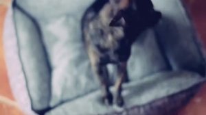 КАК ВЫБРАТЬ ЛЕЖАНКУ ДЛЯ СОБАКИ?