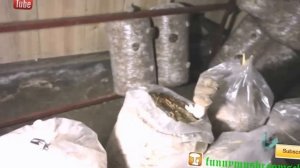 Вешенка королевская, ерингии Ошибки при изготовлении грибных блоков по нестерильной технологии