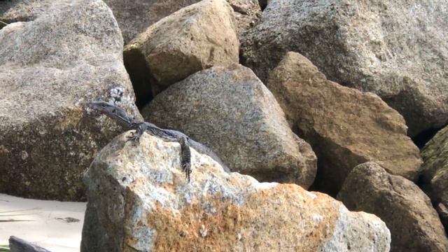 Встреча с Гекконом,первая живность😬 смотреть онлайн