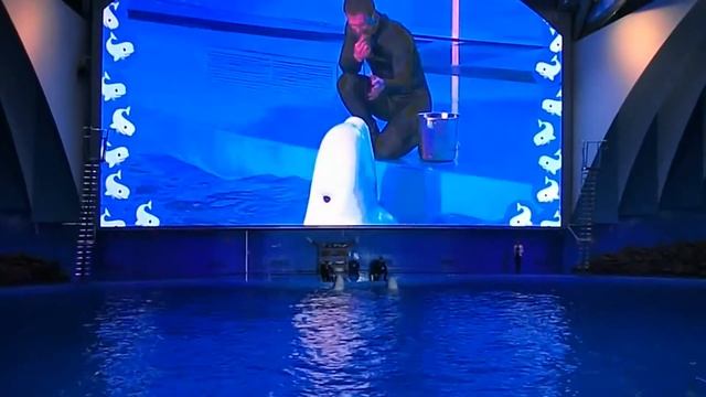 Океанариум , дельфинарий . Владивосток 18г.ПОКАТУШКИ НА ГОЛОВАХ БЕЛУХ . МОРЖ КАЧАЕТ ПРЕСС И ОРЁТ смотреть онлайн