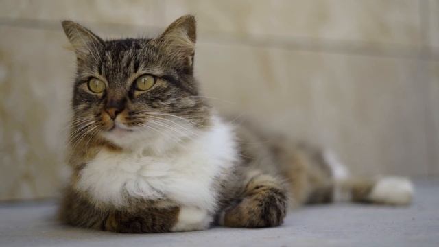 I love my cats#shortsfunniest смотреть онлайн