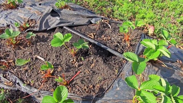 Капельный полив на клубнике. Как правильно? смотреть онлайн