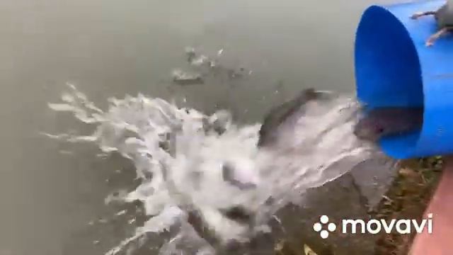 Запуск в Ольгово. Форель. смотреть онлайн