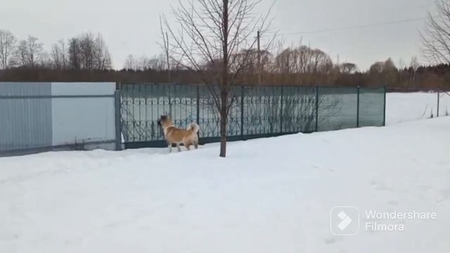 Шок!😱Война с клещами! Весеннее наступление. смотреть онлайн