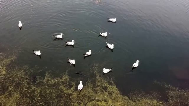 Как чайки охотятся на рыб - wideoчайки смотреть онлайн