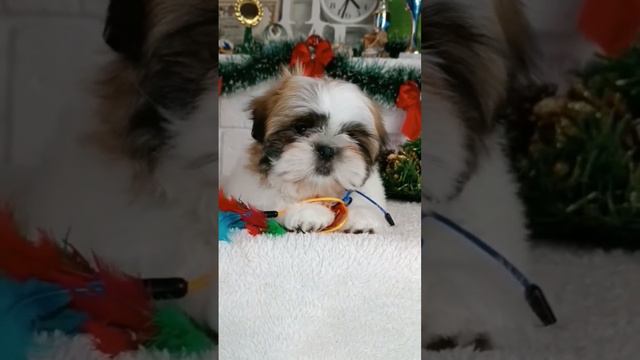 Крош 🥰мальчик ши-тцу 2.5 мес смотреть онлайн
