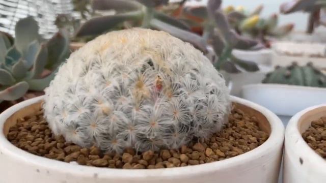 [ RookieP ] EP81 : ไม่อยู่บ้าน 1 เดือน ต้นไหนรอด ต้นไหนตาย มาส่องกันจ้า смотреть онлайн