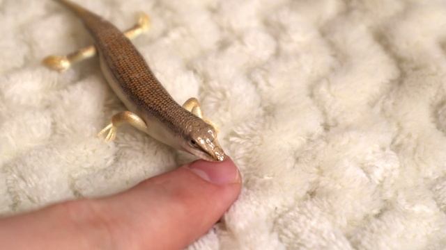 Новый питомец из пустыни Сахары | Аптечный Сцинк смотреть онлайн