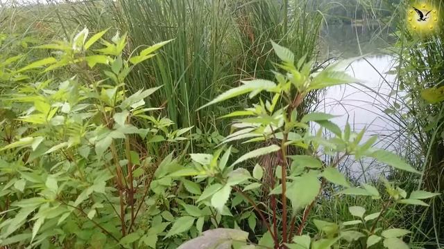 Череда. смотреть онлайн