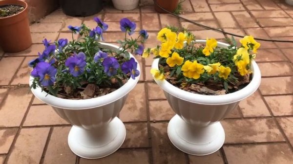 Виола ампельная COOL WAVE