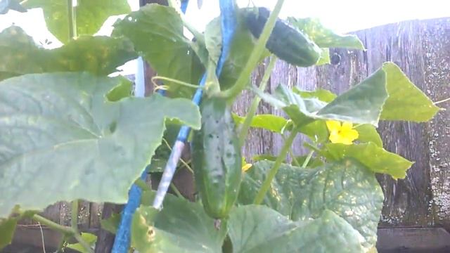 КАК МОЖНО ИСПОЛЬЗОВАТЬ КОМПОСТНЫЕ ЯМЫ С ДВОЙНОЙ ПОЛЬЗОЙ НА ДАЧЕ смотреть онлайн