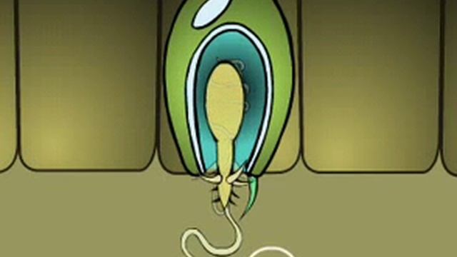 стрекательные клетки.avi смотреть онлайн