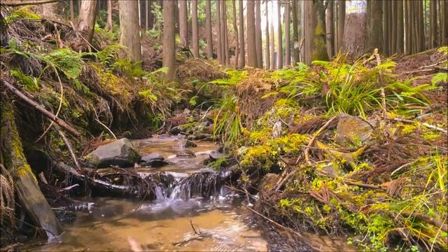 РАССЛАБЛЯЮЩИЕ ЗВУКИ FULL HD.??РУЧЕЙ В ЛЕСУ/RELAXING SOUNDS FULL HD.??STREAM IN THE FOREST смотреть онлайн