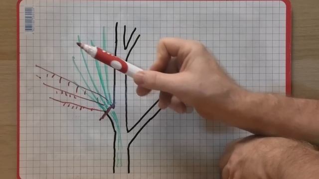 Как УПРАВЛЯТЬ РОСТОМ ДЕРЕВА в саду. Методы усиления и снижения роста. смотреть онлайн