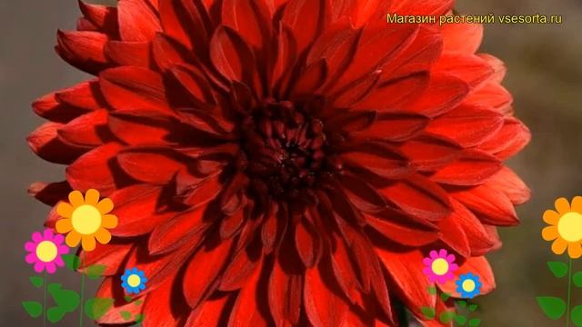 Георгина махровая Гарден Вандер. Краткий обзор, описание dáhlia variabilis Garden Wonder смотреть онлайн