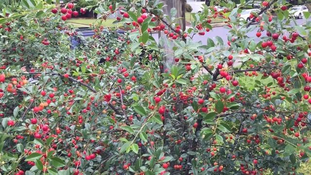 The Amazing Carmine Jewel Sour Cherry