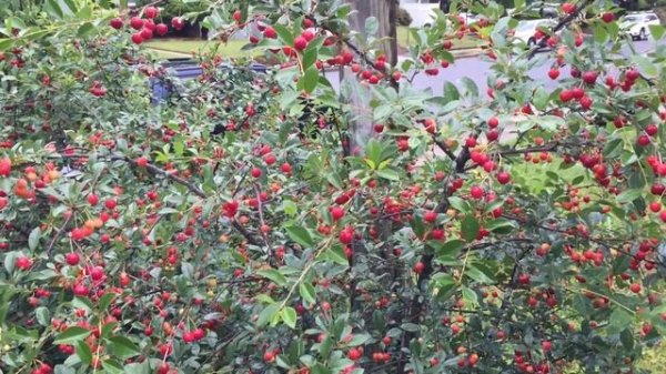 The amazing Carmine Jewel sour cherry