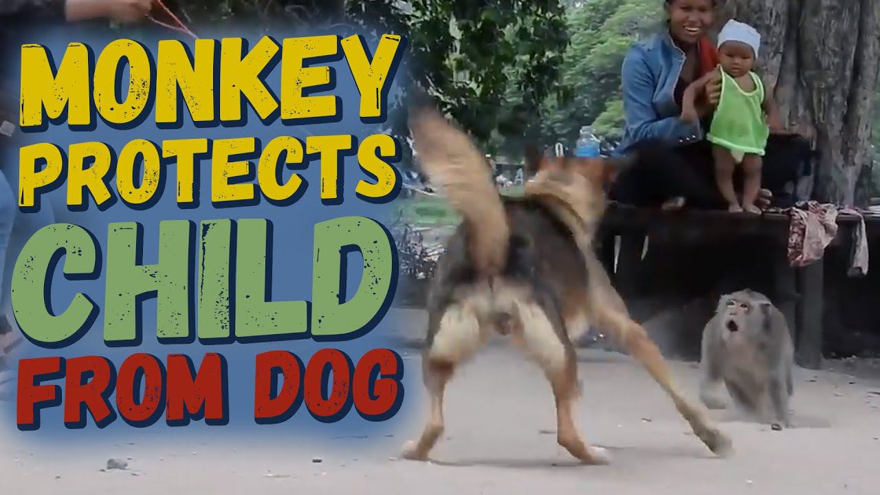 Macaque protects from a dog and has breakfast смотреть онлайн