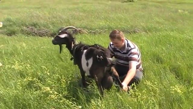 Как подоить Козу ! смотреть онлайн