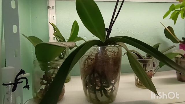 Прошел месяц, Аркс рей из 1,7 пустил корни смотреть онлайн