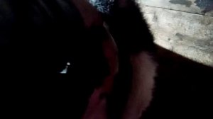 Как проверить стельная корова или нет и не рыхталить Можно узнать стельность коровы на ранних срока