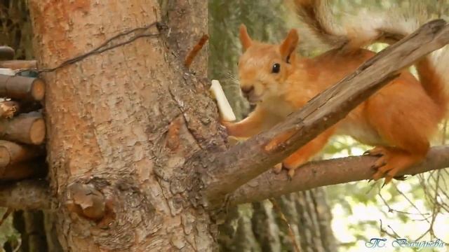 Белки в парке. Встречи одного дня - 24.07.2021 смотреть онлайн