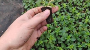 ампельная виола как укоренить!? сразу результат