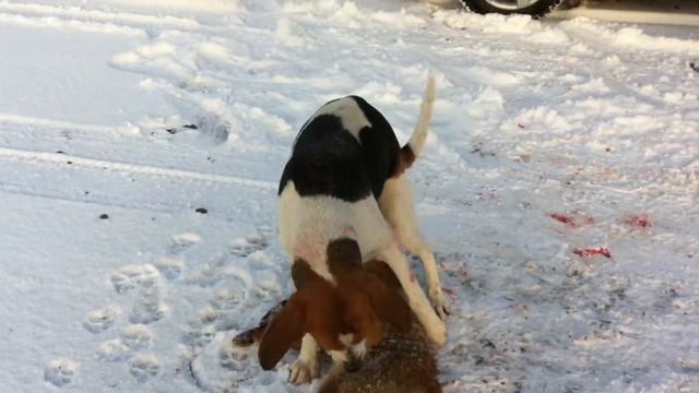 Собака хочет поиметь лису! The dog caught the fox! 😂 смотреть онлайн
