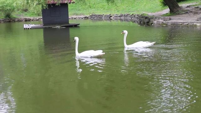 Приклад відео знятого Canon 100d смотреть онлайн