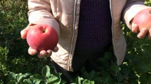 Яблоки высоких вкусовых качеств, сорт Лобо.