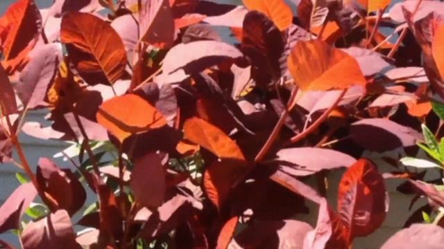 Шелест листвы для сна Rustle of leaves #ASMR #АСМР смотреть онлайн