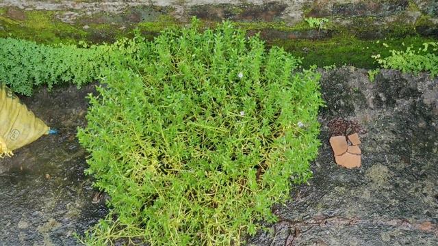 ব্রাহ্মী শাকের কিছু অসাধারন গুণাগুণ, যা একবার জানলে আপনি নিয়মিত এই ব্রাহ্মী খেতে শুরু করবেন। смотреть онлайн