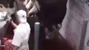 Скотобойня