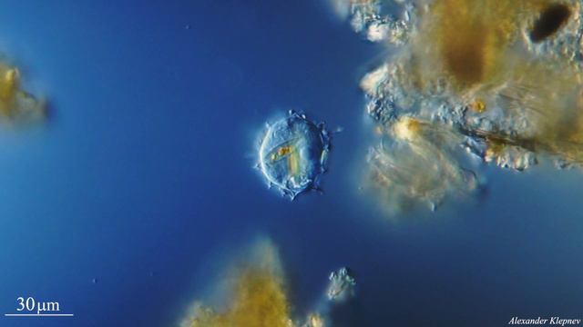 Heliozoa