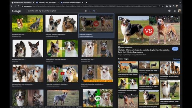 Why I Chose a HEELER over an Australian Shepherd смотреть онлайн