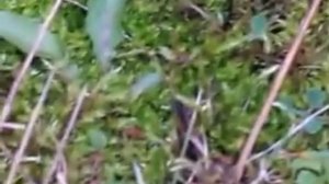 Мох на участке